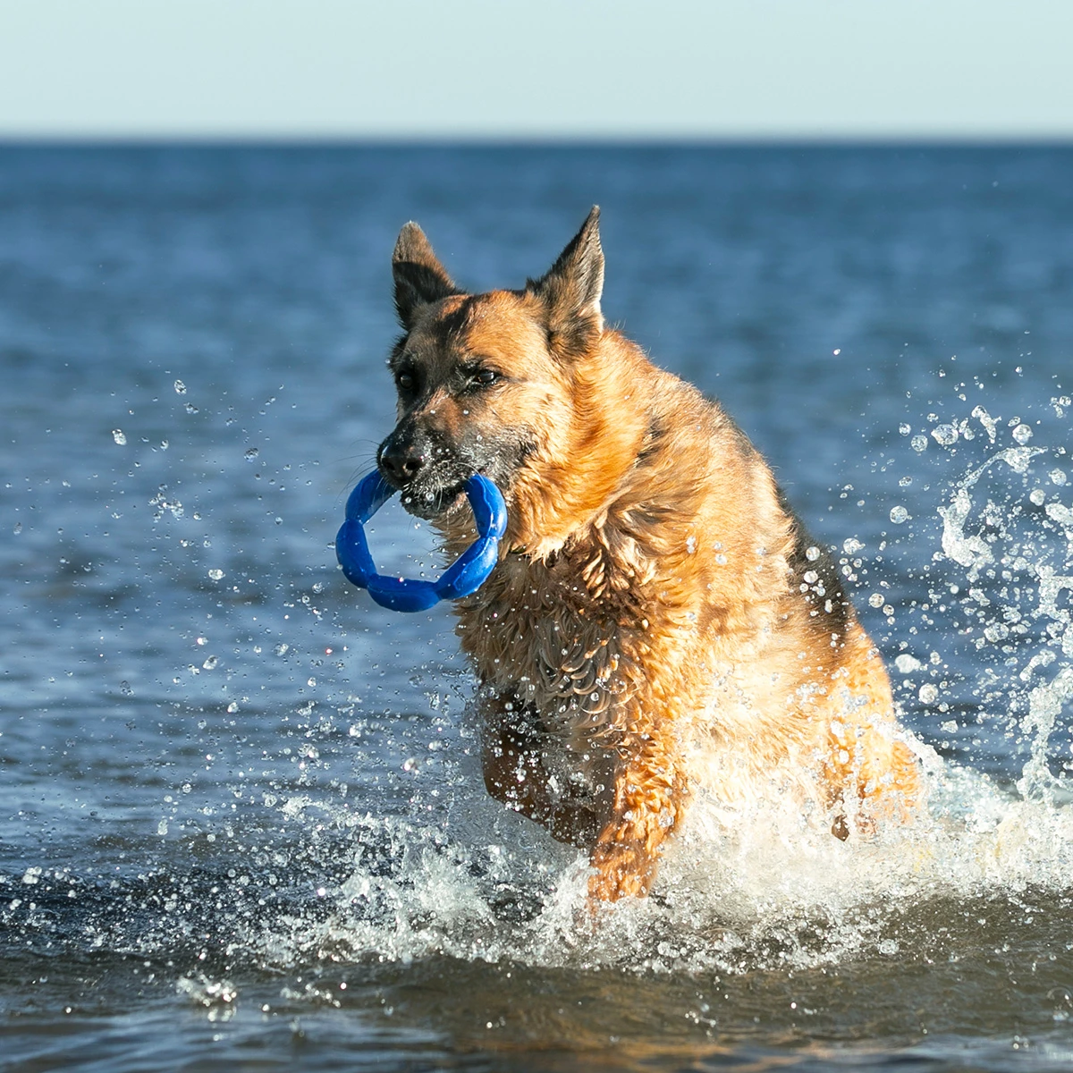 gioco-per-cani-hula-dog-3