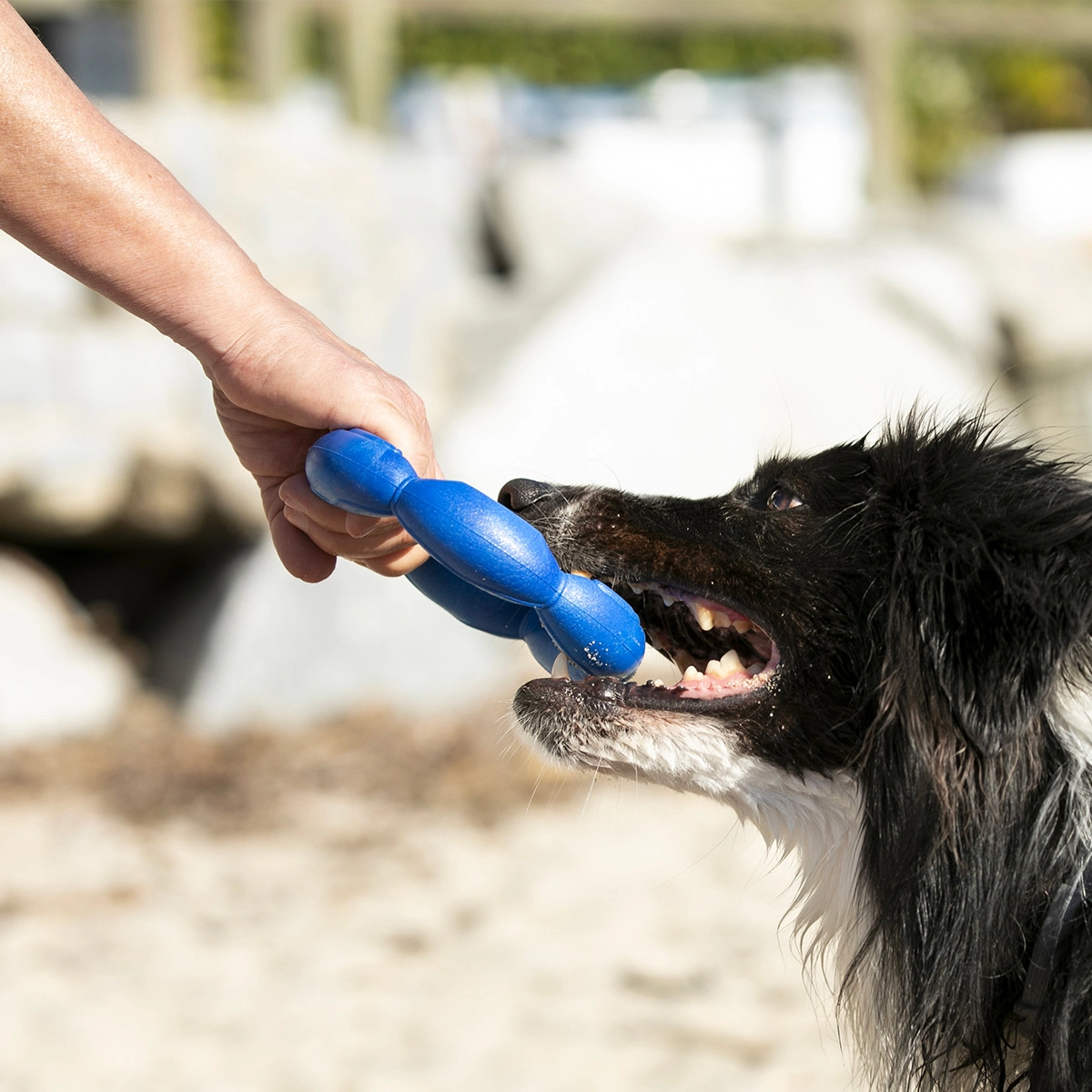 gioco-per-cani-hula-dog-4